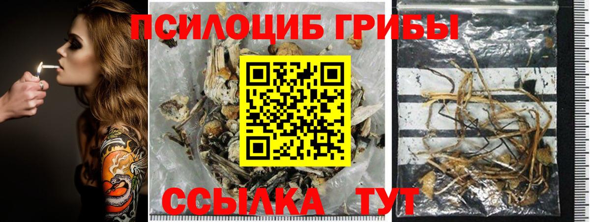 Псилоцибиновые грибы Cubensis Губаха